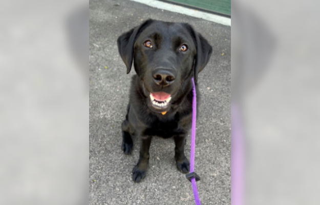 Liv supports Frank Elementary School